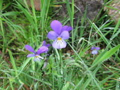 Stemorsblom (Viola tricolor)