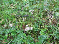 Sanikel (Sanicula europaea)