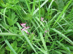 Jordrøyk (Fumaria officinalis)