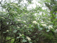 Asalslekta (Sorbus)