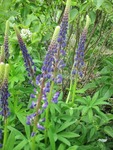 Hagelupin (Lupinus polyphyllus)