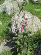 Revebjelle (Digitalis purpurea)