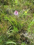 Flekkmarihand (Dactylorhiza maculata)