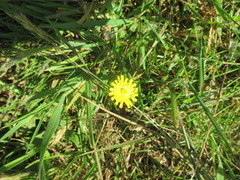 Aurikkelsveve (Hieracium lactucella)