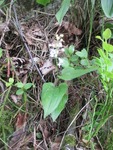 Maiblom (Maianthemum bifolium)