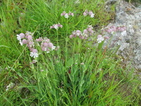 Engsmelle (Silene vulgaris)