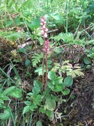 Perlevintergrønn (Pyrola minor)