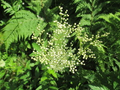 Mjødurt (Filipendula ulmaria)