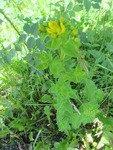 Firkantperikum (Hypericum maculatum)