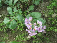 Potet (Solanum tuberosum)