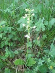 Nattfiol (Platanthera bifolia)