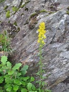 Gullris (Solidago virgaurea)