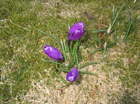 Krokusslekta (Crocus)