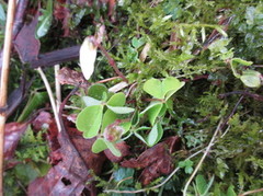 Gjøkesyre (Oxalis acetosella)