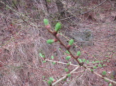 Europalerk (Larix decidua)