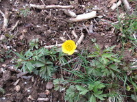 Nyresoleie (Ranunculus auricomus)