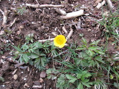 Nyresoleie (Ranunculus auricomus)