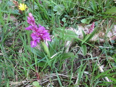 Vårmarihandslekta (Orchis)