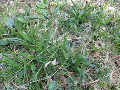Smalkjempe (Plantago lanceolata)
