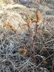 Porsfamilien (Myricaceae)