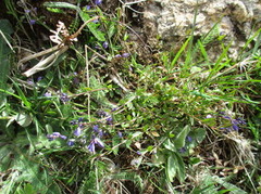 Blåfjærfamilien (Polygalaceae)