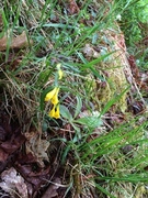 Marimjelleslekta (Melampyrum)