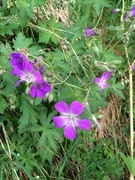 Skogstorkenebb (Geranium sylvaticum)