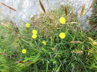 Grannsveve (Hieracium auriculinum)