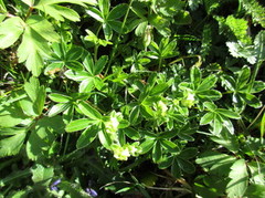 Fjellmarikåpe (Alchemilla alpina)