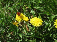 Brunflekket perlemorvinge (Boloria selene)