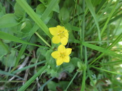 Skogfredløs (Lysimachia nemorum)