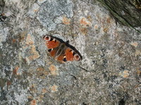 Dagpåfugløye (Aglais io)