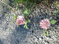 Rødkløver (Trifolium pratense)