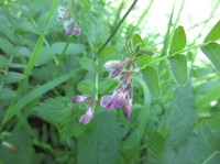 Fuglevikke (Vicia cracca)