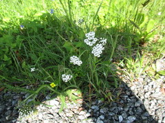 Ryllik (Achillea millefolium)