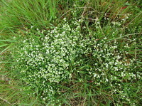 Kystmaure (Galium saxatile)