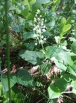 Maiblom (Maianthemum bifolium)