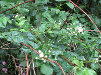 Bjørnebær (Rubus fruticosus)
