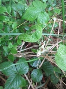 Teiebær (Rubus saxatilis)