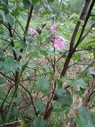 Hanekam (Lychnis flos-cuculi)