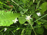 Grasstjerneblom (Stellaria graminea)