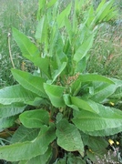 Byhøymol (Rumex obtusifolius)