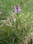 Flekkmarihand (Dactylorhiza maculata)