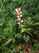 Perlevintergrønn (Pyrola minor)