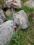 Hvitbladtistel (Cirsium heterophyllum)