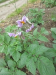 Potet (Solanum tuberosum)