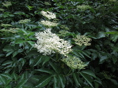 Svarthyll (Sambucus nigra)