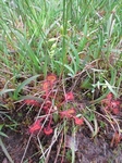 Rundsoldogg (Drosera rotundifolia)