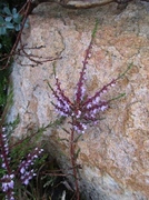 Røsslyng (Calluna vulgaris)