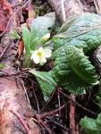 Kusymre (Primula vulgaris)